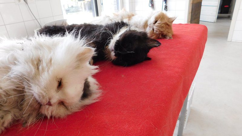 Dierenbeul gooit katten in hondentuin, die meteen aan stukken worden gereten