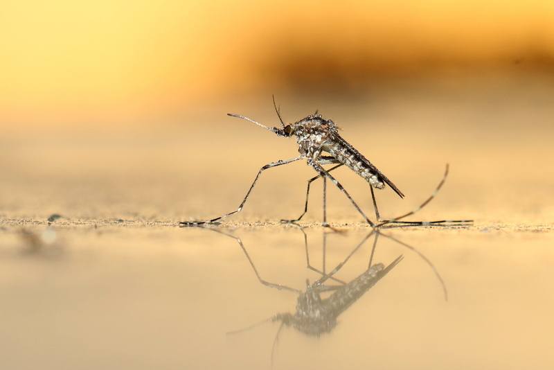 Een wereld zonder muggen?