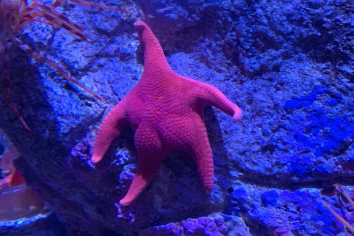 Foto van zeester met ‘Kim K-achterste’ gaat viraal