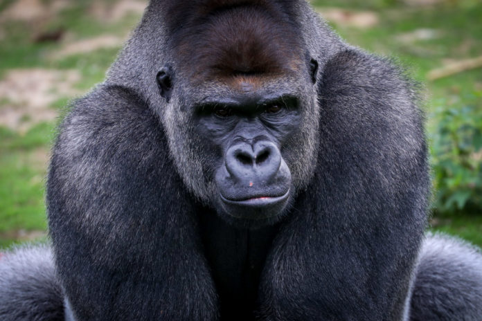 Neem eens een kijkje in de dierenverblijven van Pairi Daiza