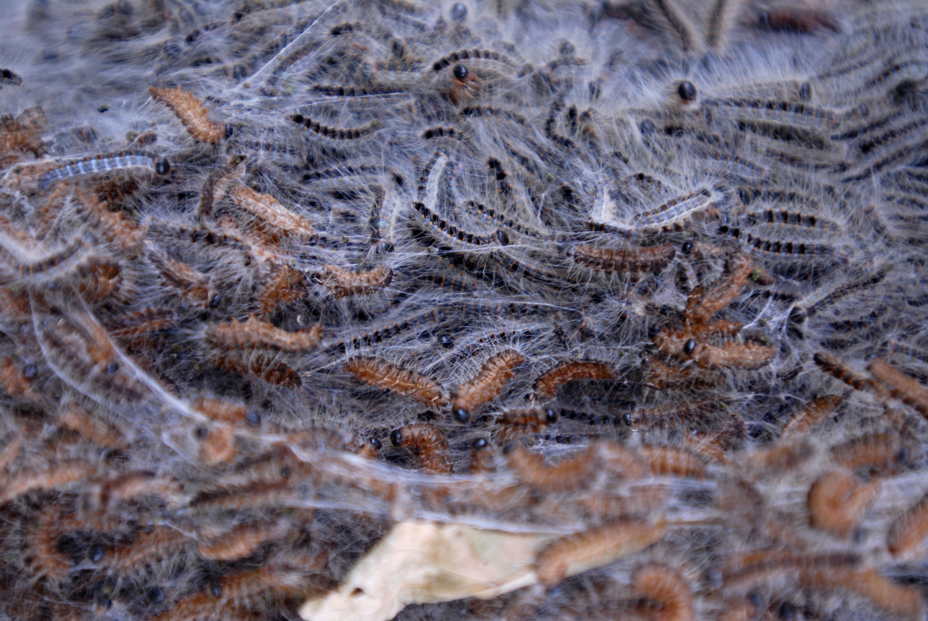 Hoe bescherm je je tegen de processierups?