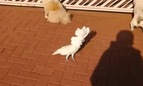 Deze blaffende papegaai gaat momenteel viraal (video)