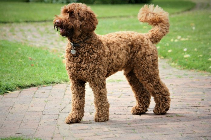 Daarom schaf je maar beter geen Labradoodle aan
