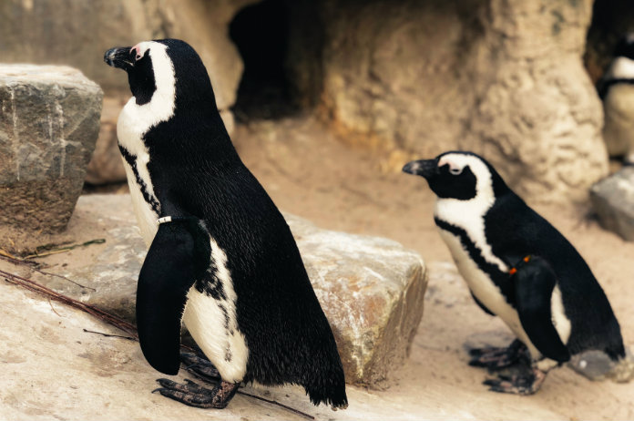 Lesbisch pinguïnkoppel adopteert kuikentje