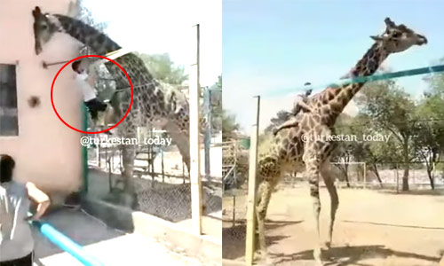 Dronken man kruipt in dierentuin op rug van giraf (video)