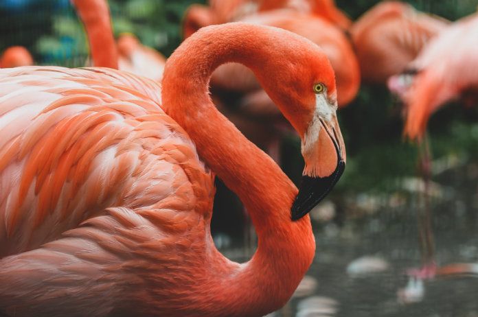 ZOO Antwerpen verwelkomt flamingokuiken