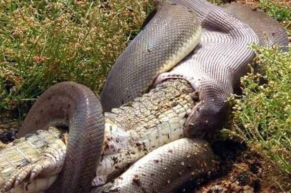 IN BEELD. Gigantische python verslindt hele krokodil