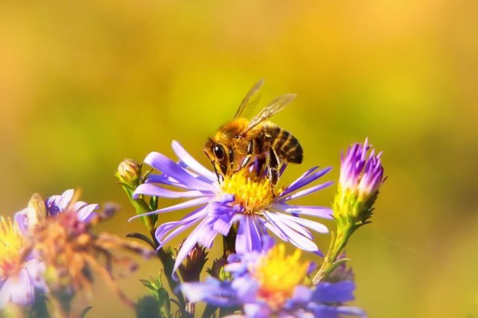 Utrechtse bushaltes zijn vanaf nu een bijenparadijs