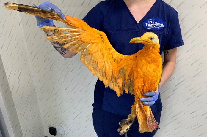 BIZAR. “Vreemde exotische vogel” blijkt toch niet zo speciaal te zijn