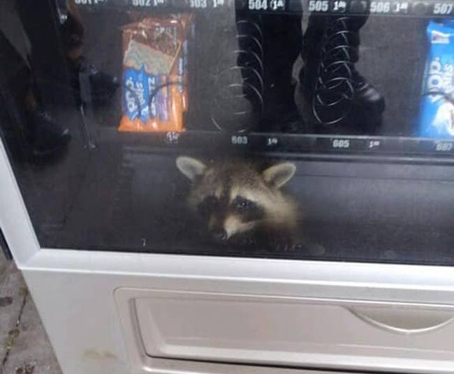 Wasbeer overvalt snoepautomaat, maar zit vast met lekkernij in zijn armen