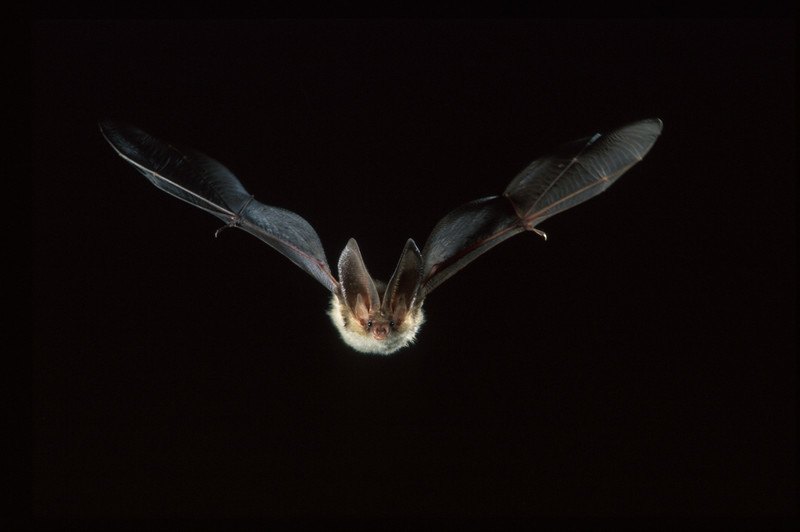 Duik de nacht in met vleermuizen