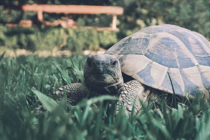 Oudste huisdier ter wereld blaast 121 kaarsjes uit