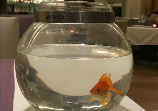 Reiziger krijgt gezelschap van goudvis