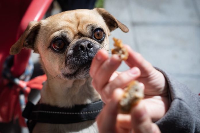 Geef je hond eens insecten in plaats van steak