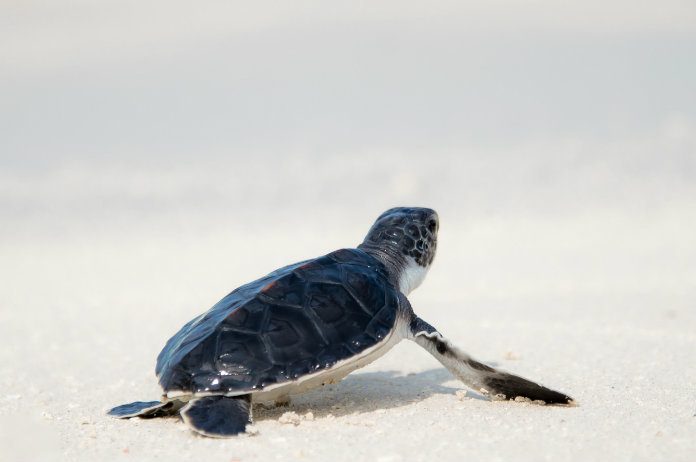 BIZAR. Deze foto van een tweekoppige schildpad gaat viraal