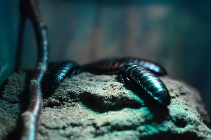 Kakkerlakkenmelk zou het voedingstekort kunnen oplossen