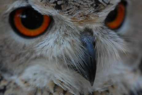 2019 is hét jaar van de uil