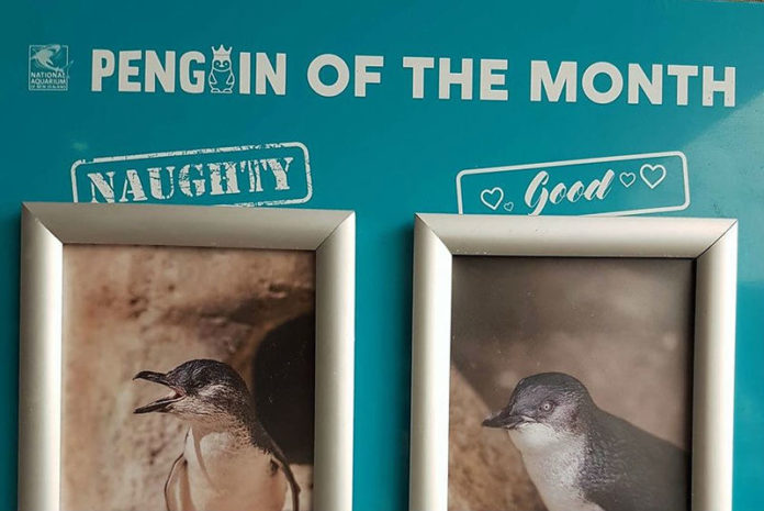 Nieuw-Zeelandse zoo kiest ‘pinguïn van de maand’