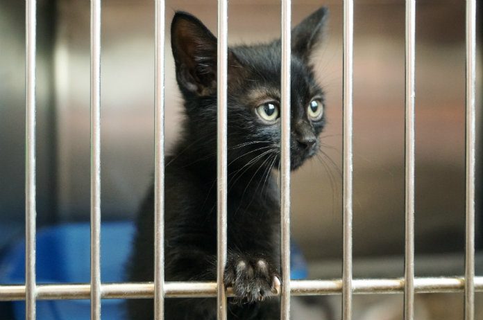 Meer dieren in Vlaamse asielen, meer herenigingen én meer adopties