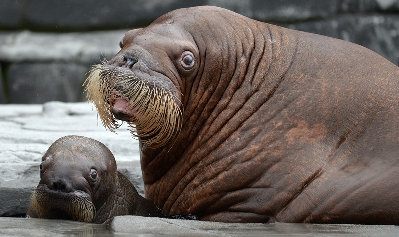 BIZAR. Walrus brengt Russische marineboot tot zinken