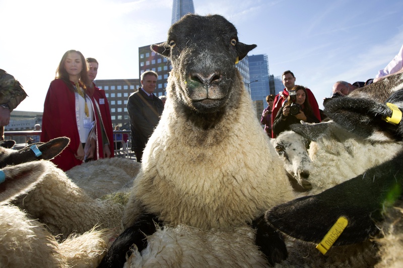 Dertigtal schapen wandelen over London Bridge volgens eeuwenoude traditie