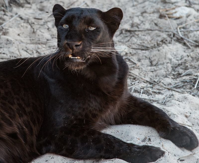 Zwarte panter is ontsnapt in Frankrijk en zwerft rond op daken