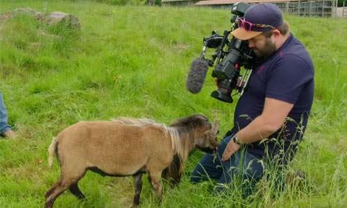 AUCH: Stoute ram zet kindergeld van cameraman op de helling! (video)