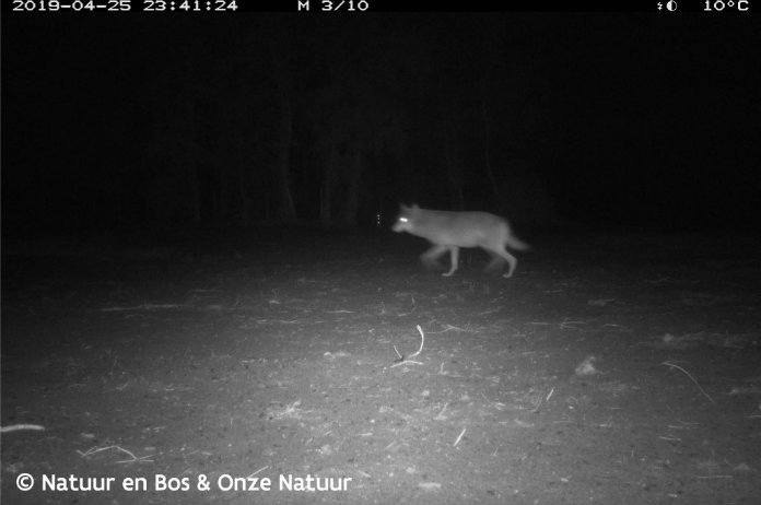 “Wolvin Naya werd kwaadwillig omgebracht”