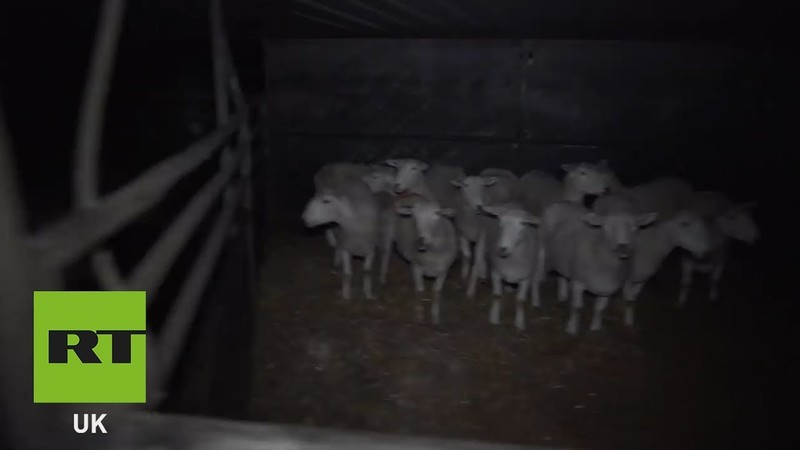 VIDEO. Activisten bestormen slachthuis in Engeland en eisen vrijlating van alle dieren