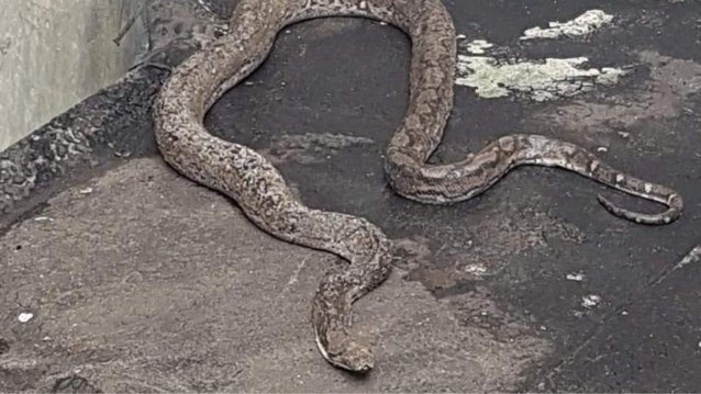BIZAR. Python moet van dak gered worden door Luikse brandweer