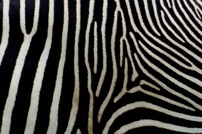 IN BEELD. Deze jonge zebra heeft geen strepen maar… stippen