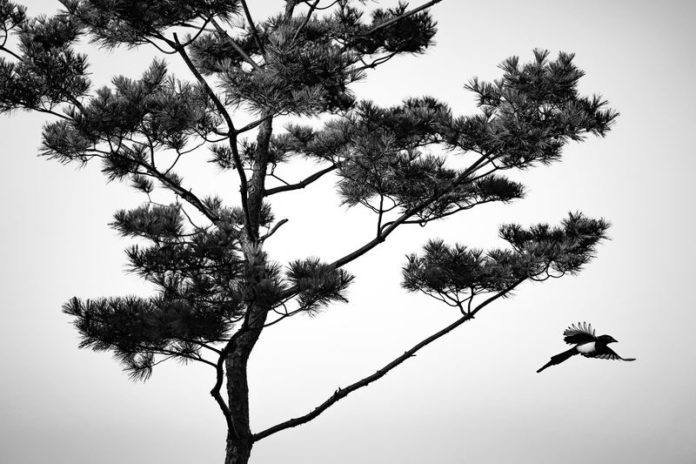 Ekster wordt fietsende Australiër fataal