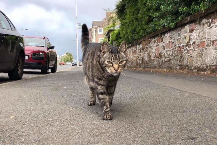 BIZAR. George de kat rijdt in z’n eentje met de bus, trein en auto