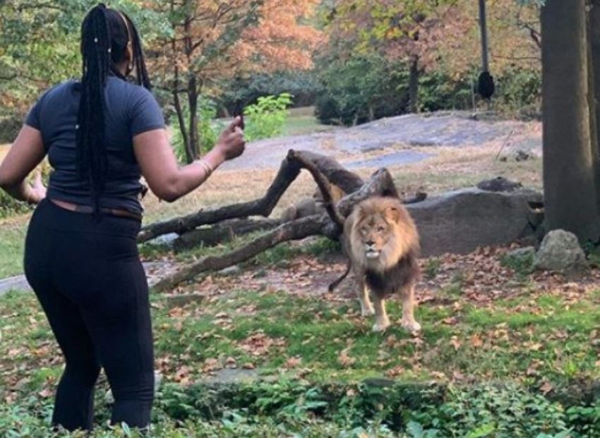 VIDEO. Hallucinant! Vrouw kruipt over omheining van leeuwenverblijf en doet dan DIT