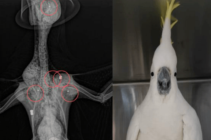 Papegaai overleeft ondanks vijf keer te zijn beschoten