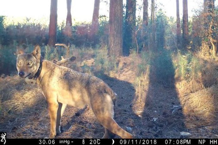 Saga rond wolvin Naya: jagers overwegen klacht wegens laster en eerroof