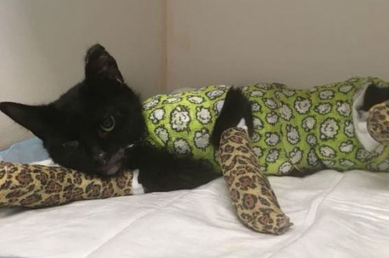 Dierenbeul veroordeeld tot zes maanden cel omdat hij kat Sprotje in oven stopte