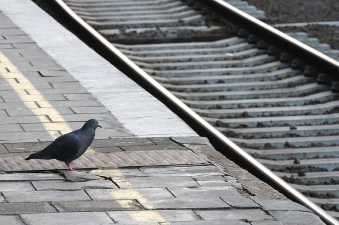 NMBS snijdt fors in treinverkeer tijdens de verlengde weekends