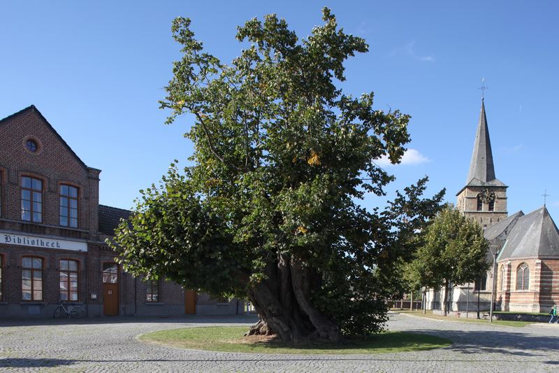 Wie wordt de ‘Boom van het jaar’?