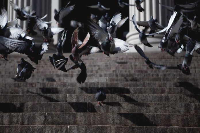 BIZAR. In Thailand kan je geld verdienen als duivenverschrikker