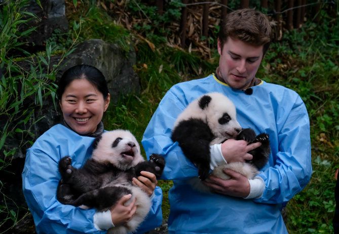 Tweeling reuzenpanda’s Bao Di en Bao Mei gedoopt