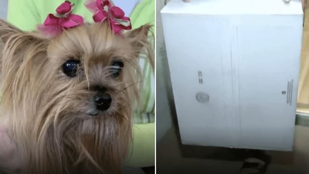 BIZAR. Hond overlijdt nadat hij verpletterd wordt door zwaar pakket van gehaaste pakjesbezorger