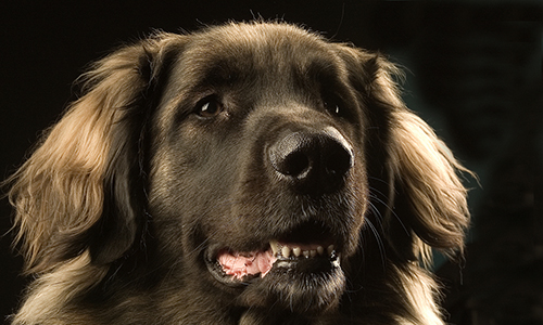 Met deze nieuwe formule bereken je hoe oud je hond écht is (in mensenjaren)!