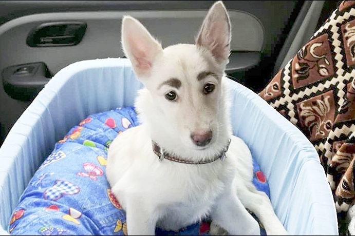 BIZAR. Russische zwerfhond heeft wenkbrauwen als Frida Kahlo