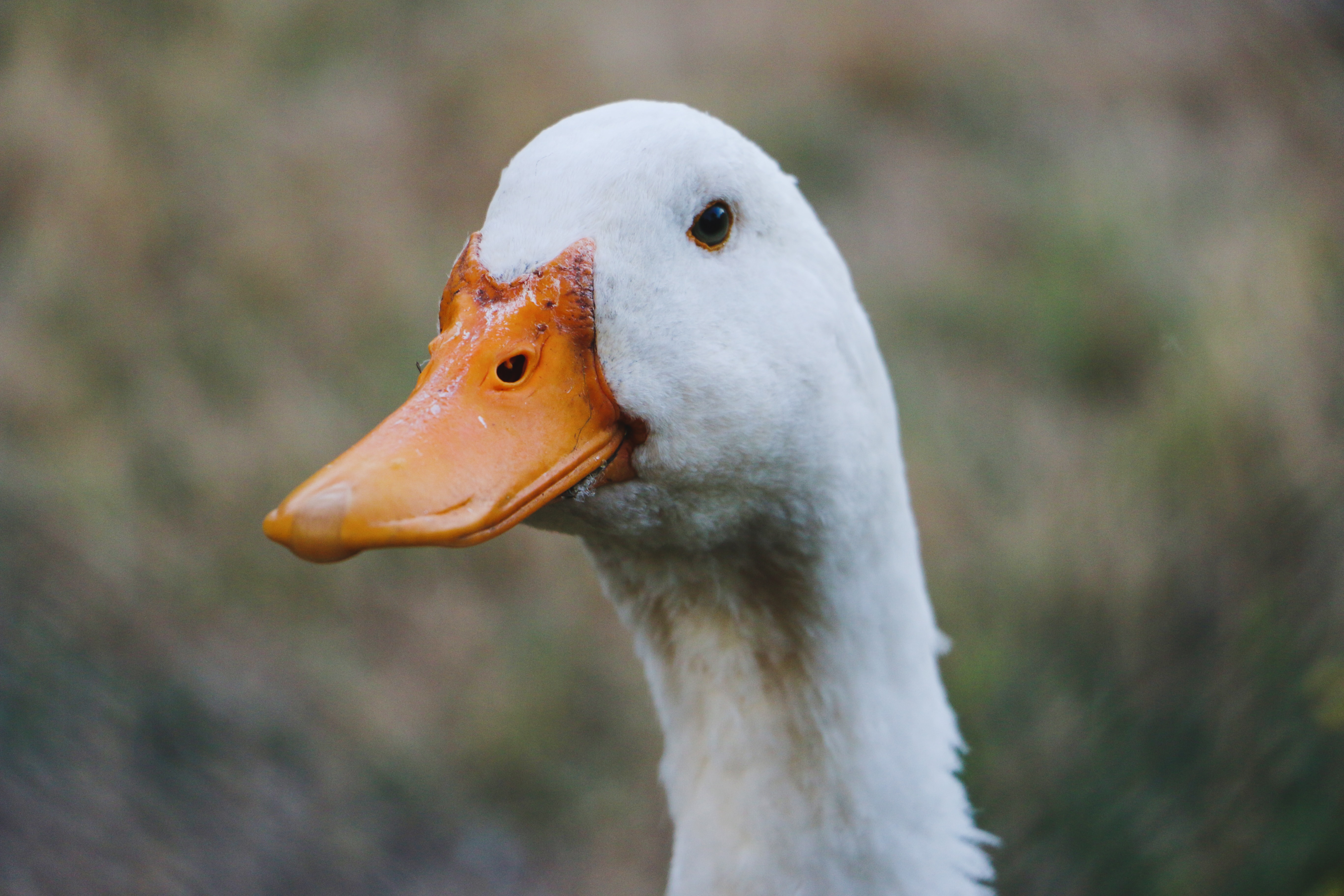 Minstens 180 eenden omgekomen bij actie van dierenactivisten