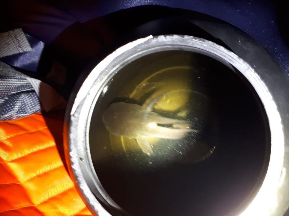 BIZAR. Fietser rijdt door rood maar heeft goed excuus: “er zit een haai in mijn rugzak!”