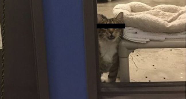 Asielkat veroordeeld tot isoleercel omdat hij soortgenoten hielp ontsnappen