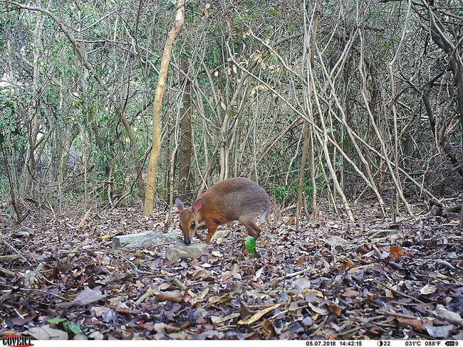 Dit dier is dan toch niet uitgestorven