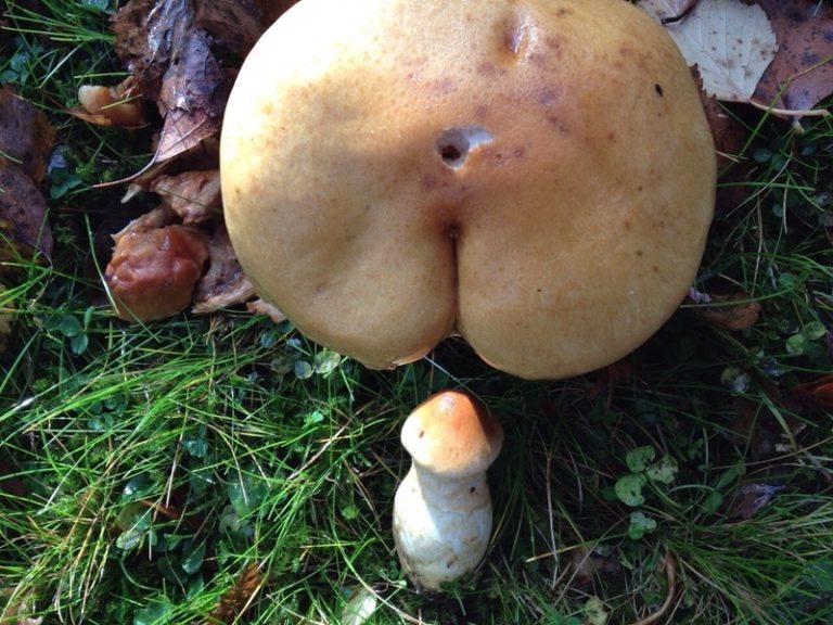IN BEELD. Het achterste van Kim Kardashian verbleekt bij deze paddenstoelen