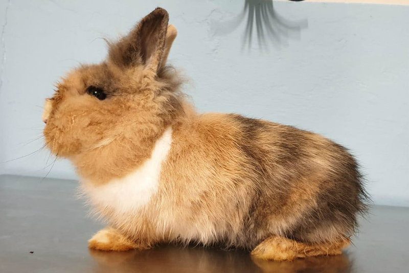 Man ontdekt levend konijn in achtergelaten doos langs de weg